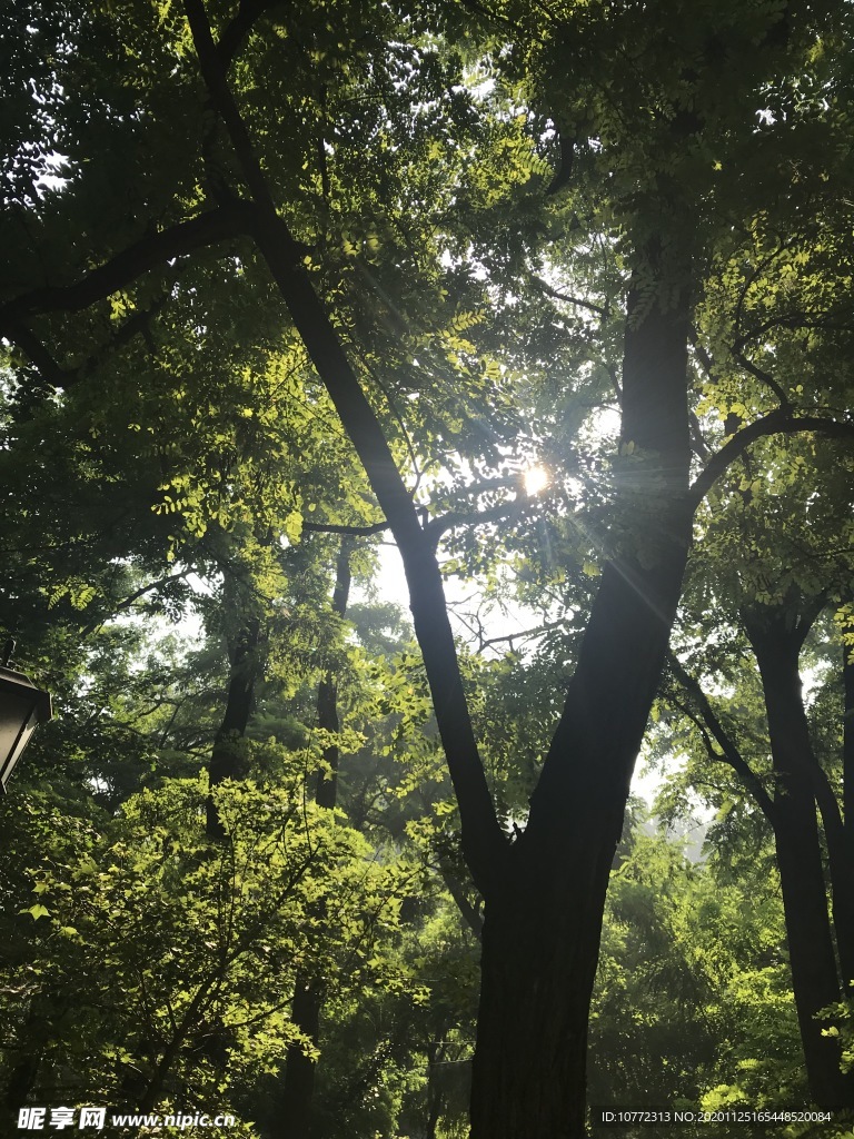 阳光树林