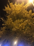银杏树图片