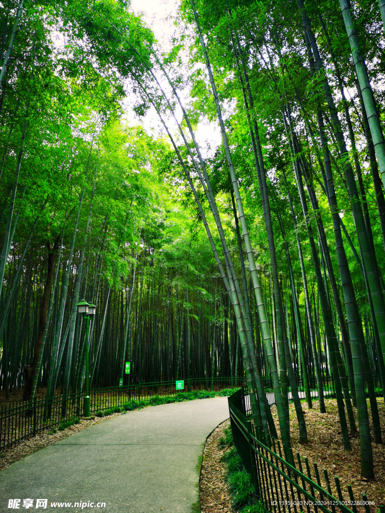 杭州 西湖 竹林一片