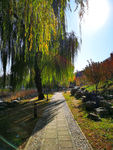 北京 圆明园 秋色