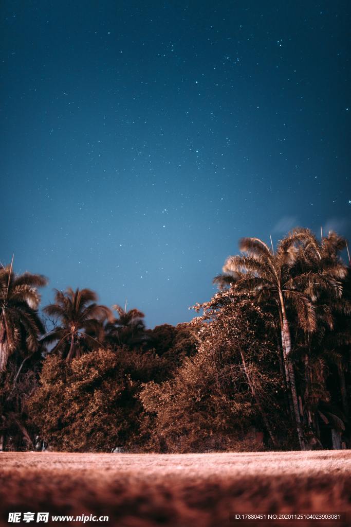 棕榈树