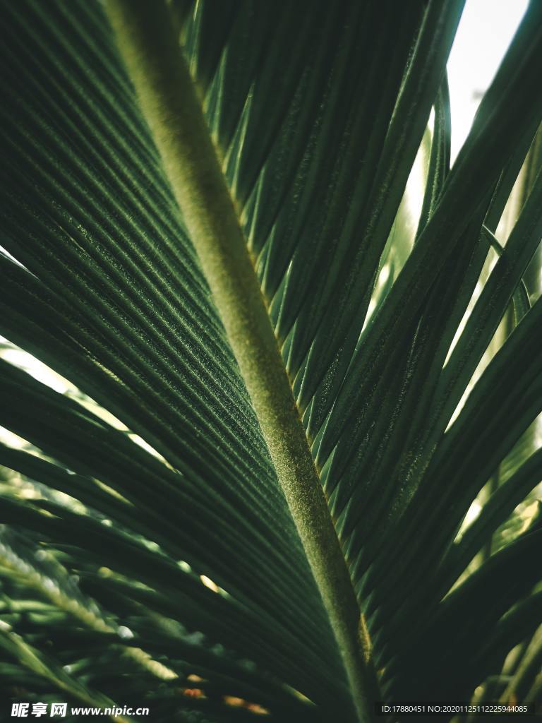 棕榈树