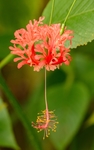 花卉