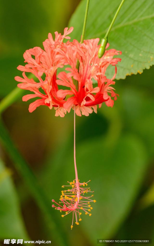 花卉