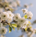 花卉
