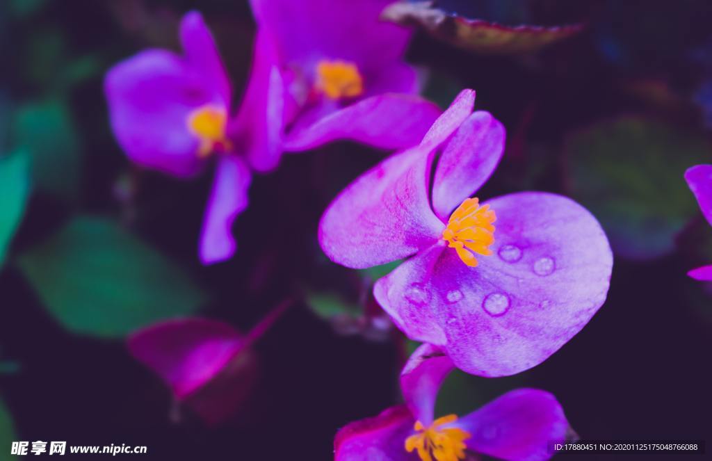 花卉