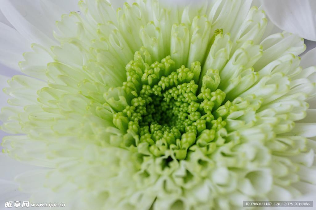 花卉