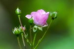 玫瑰花