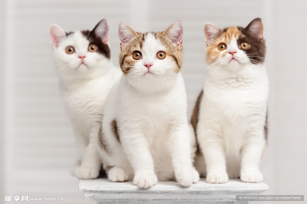 宠物猫