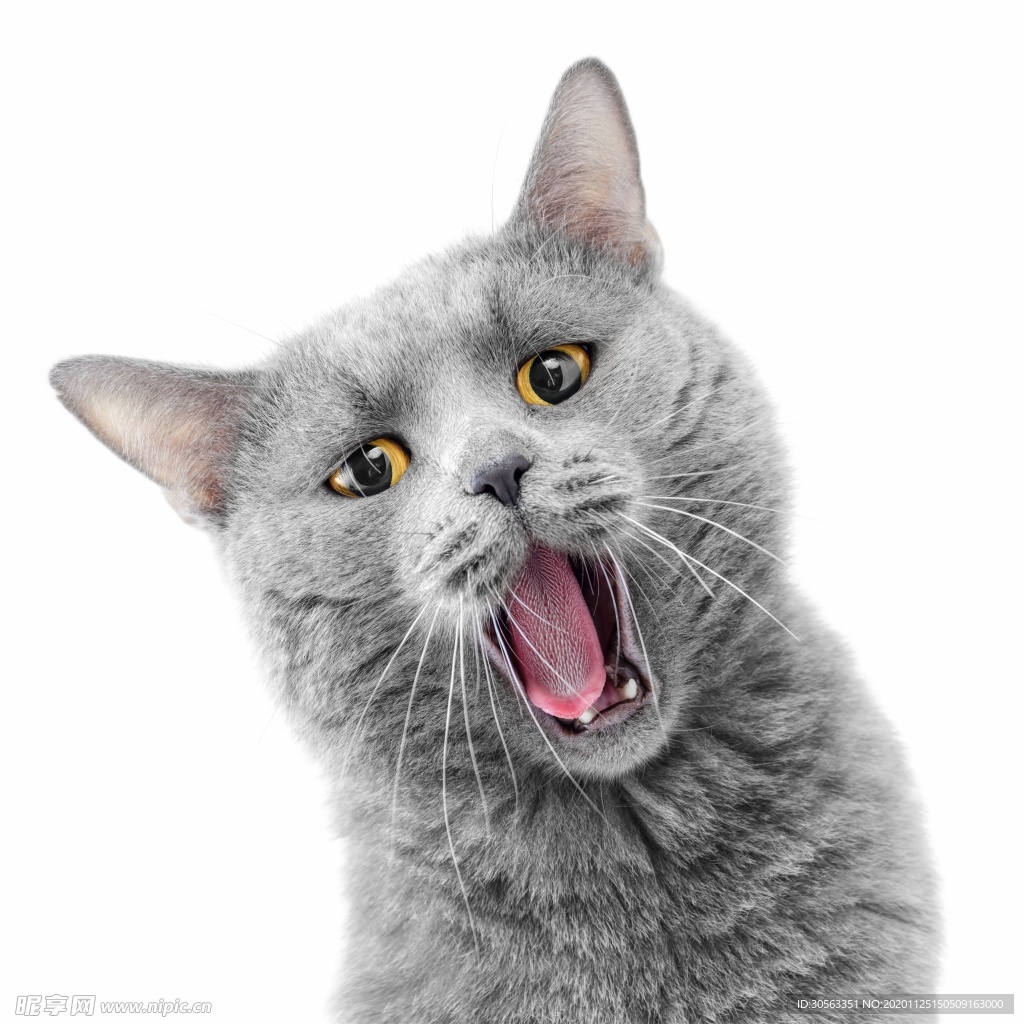 宠物猫