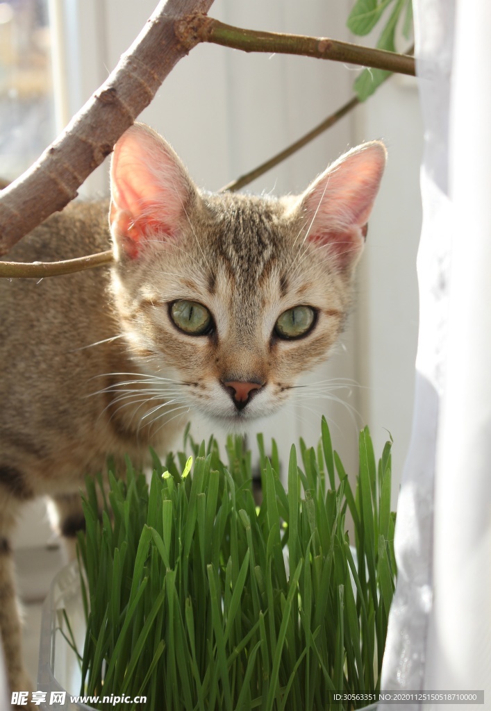宠物猫