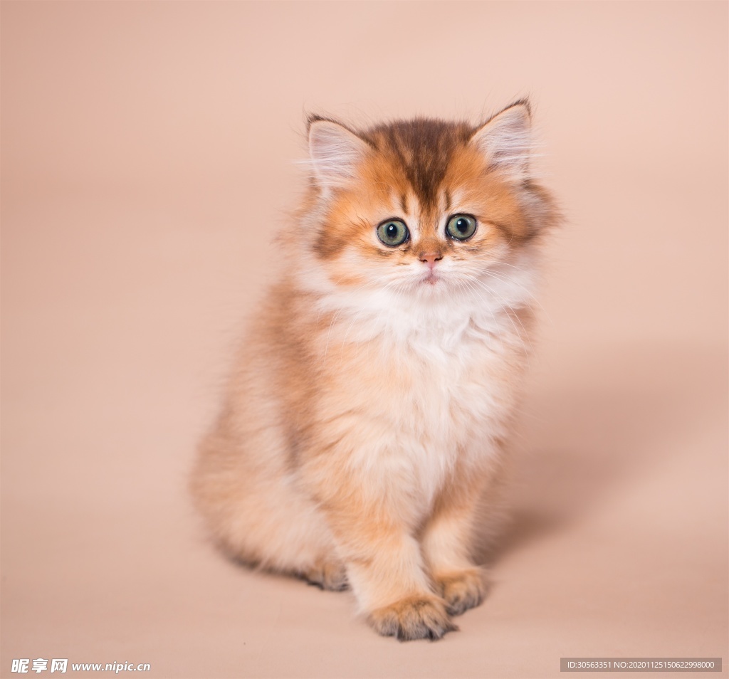 宠物猫