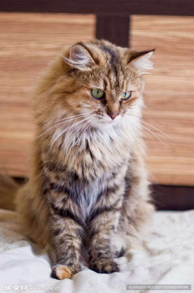宠物猫