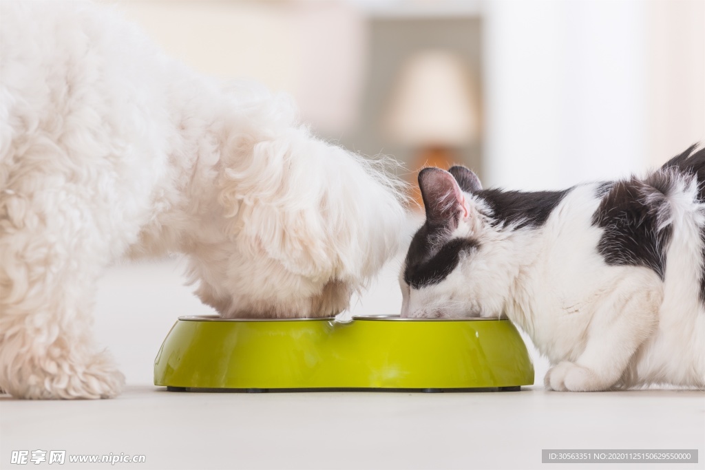 宠物猫