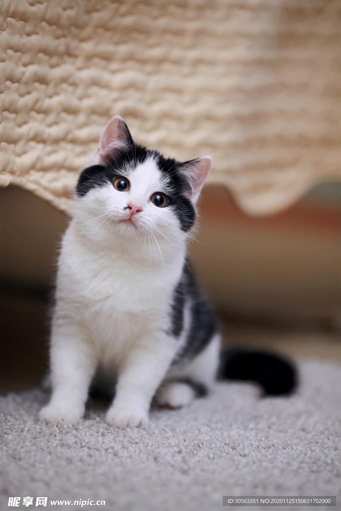 宠物猫