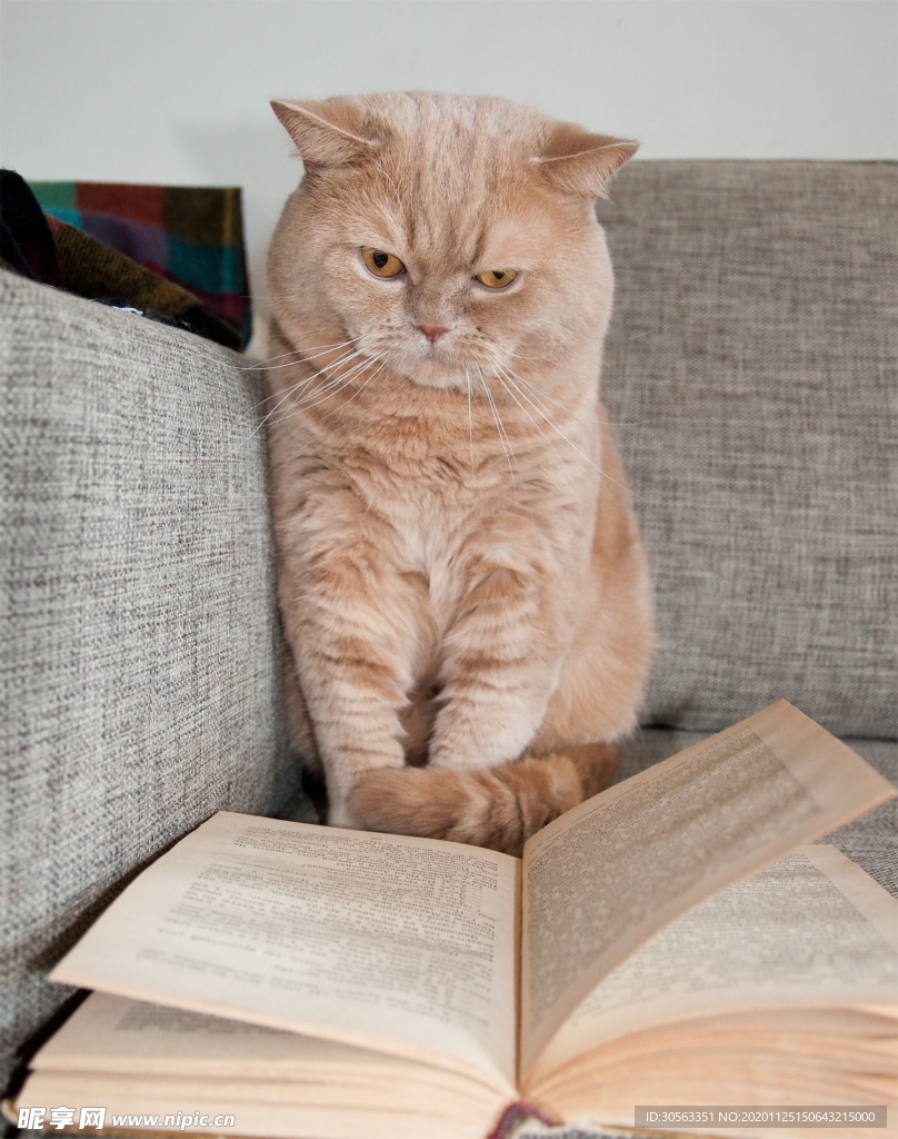 宠物猫