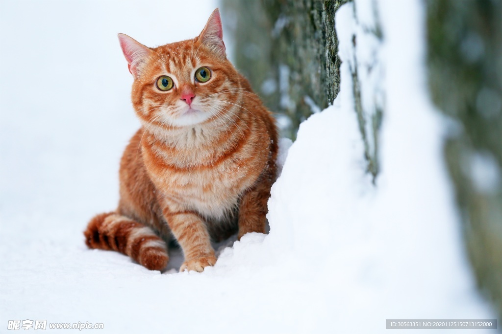 宠物猫