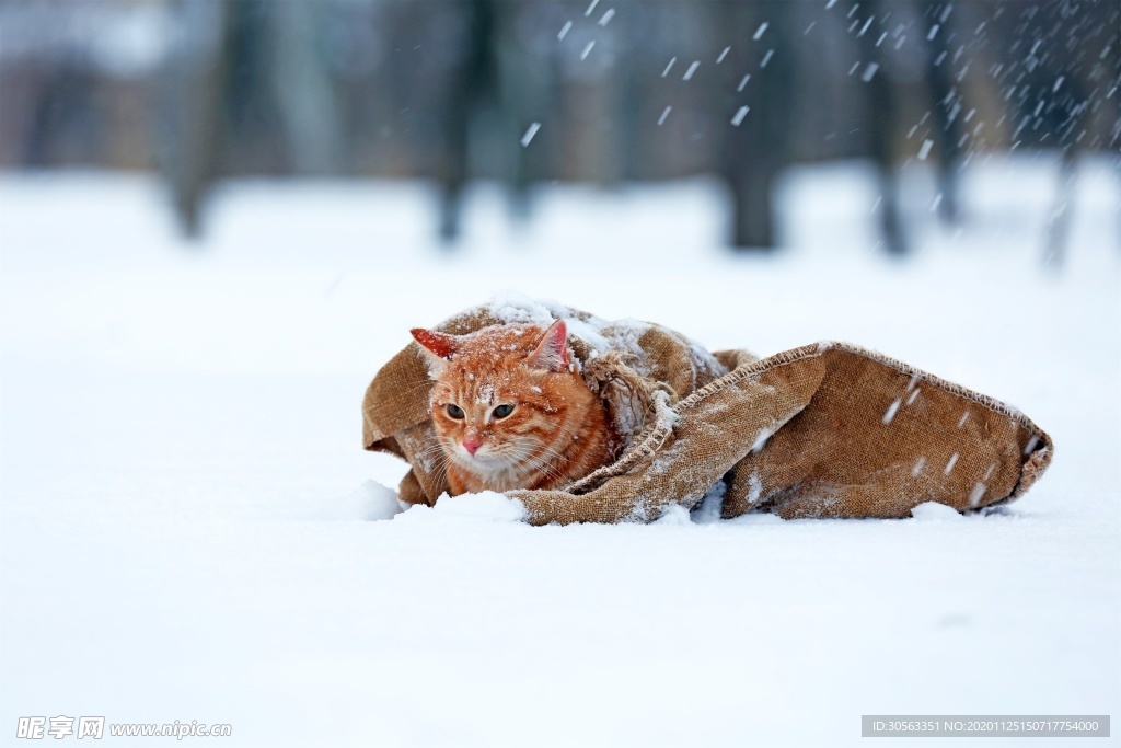 宠物猫