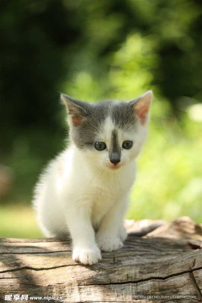 宠物猫