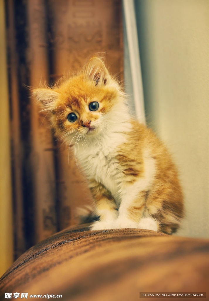 宠物猫