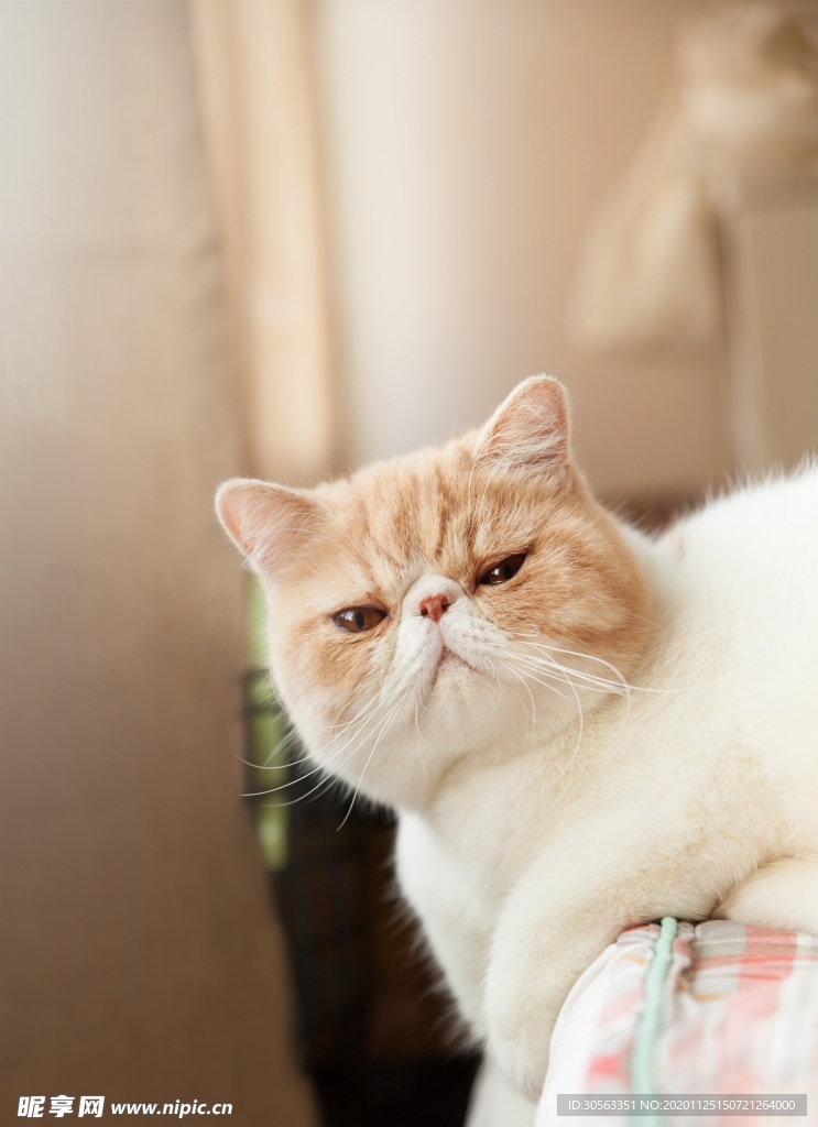 宠物猫