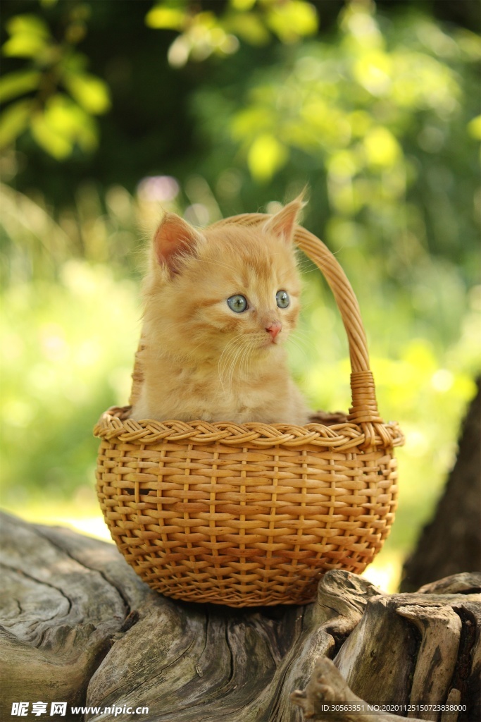 宠物猫