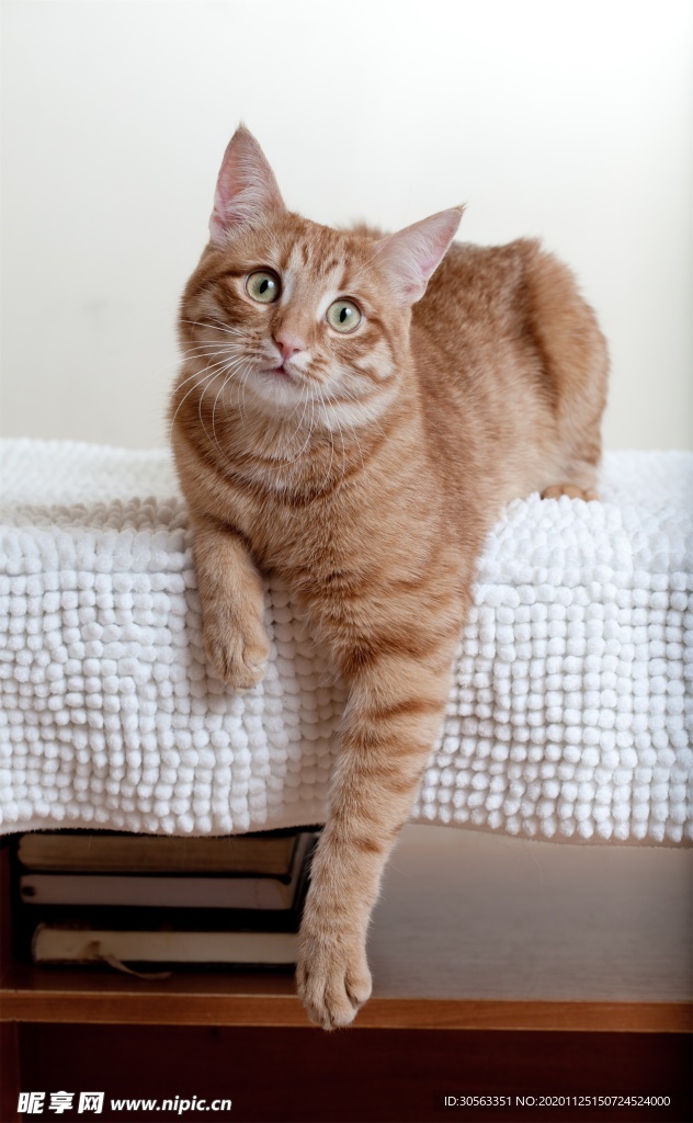 宠物猫