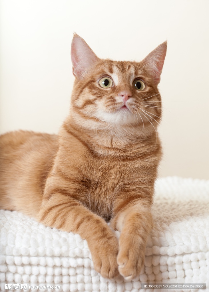 宠物猫