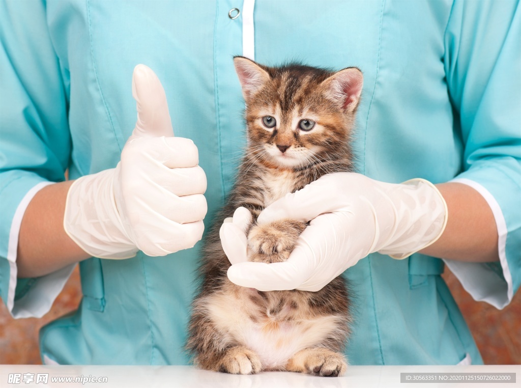 宠物猫