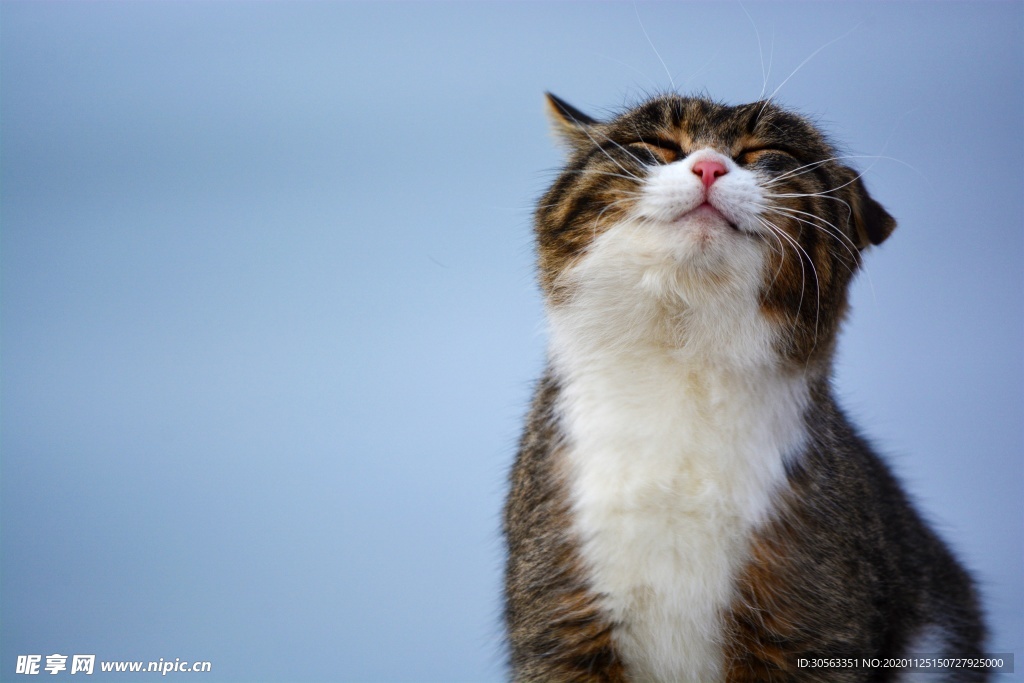宠物猫