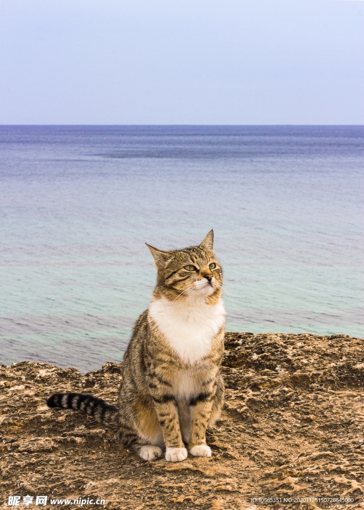 宠物猫