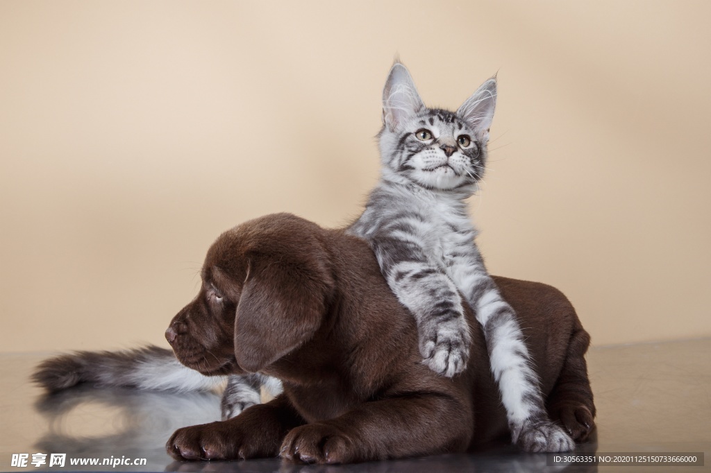 宠物猫