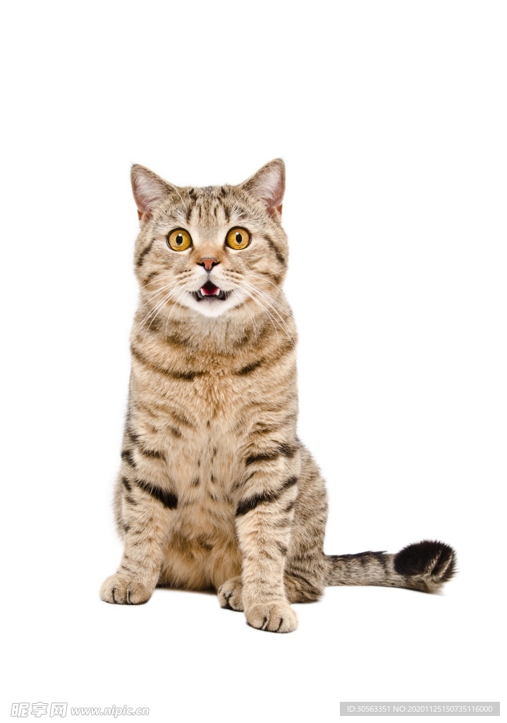 宠物猫