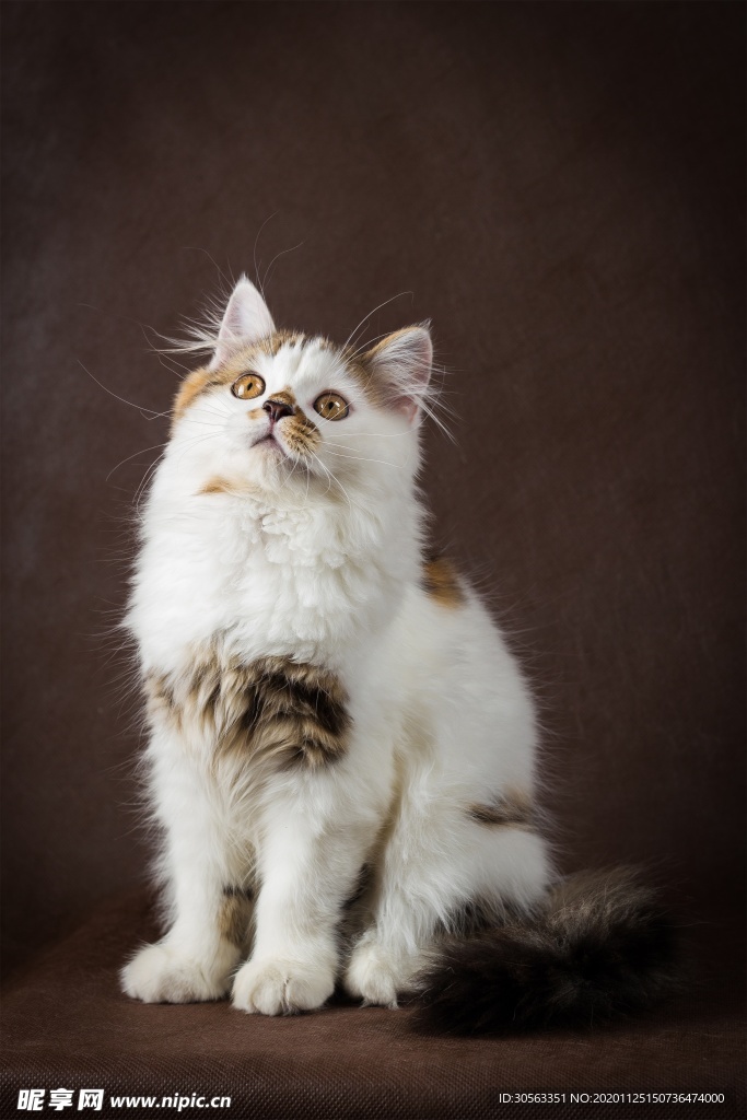 宠物猫
