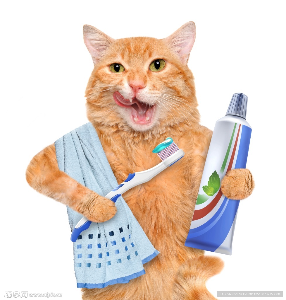 宠物猫