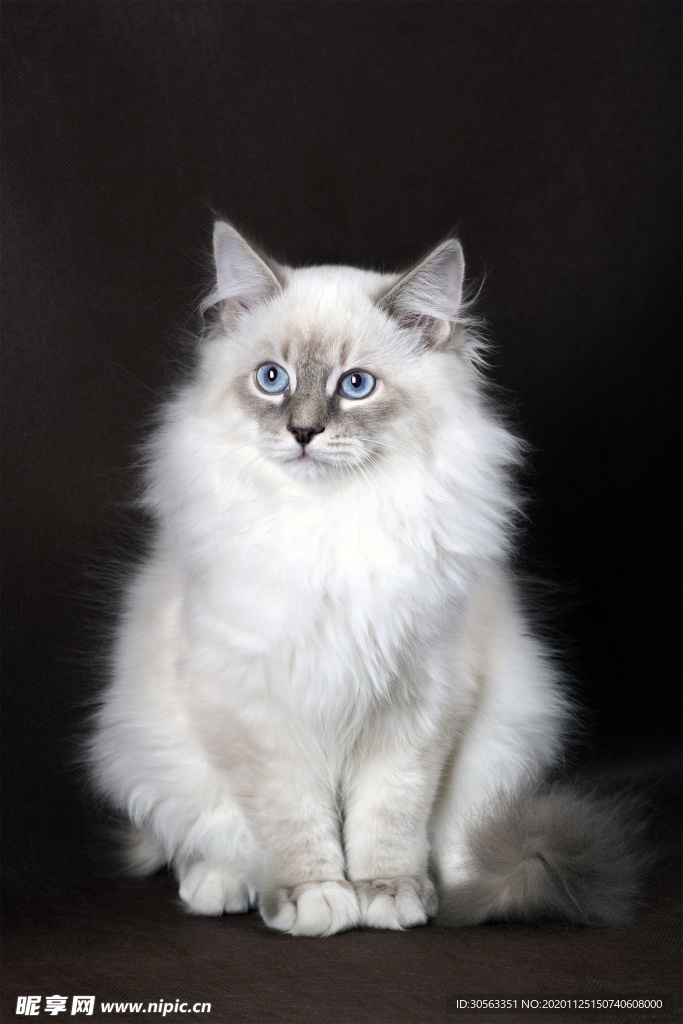 宠物猫