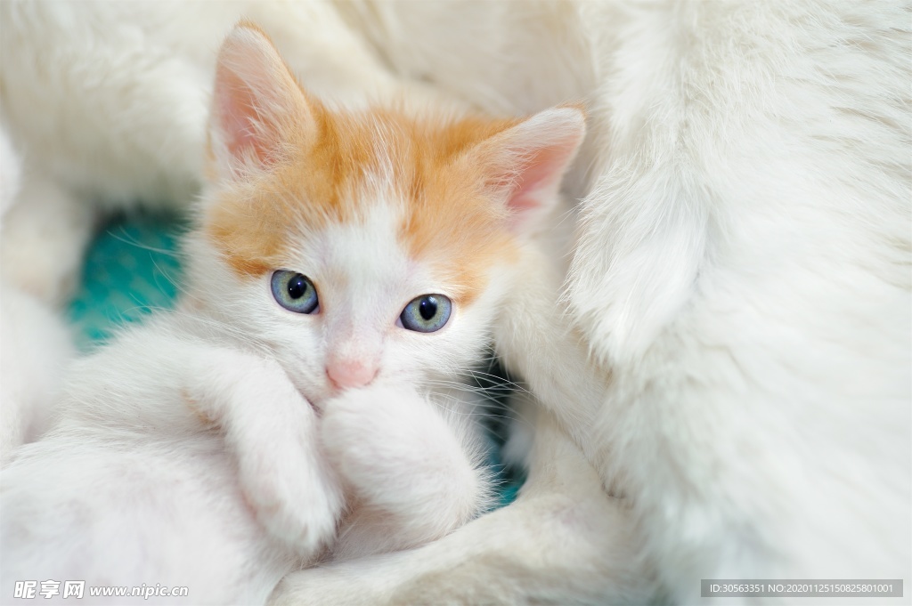 宠物猫