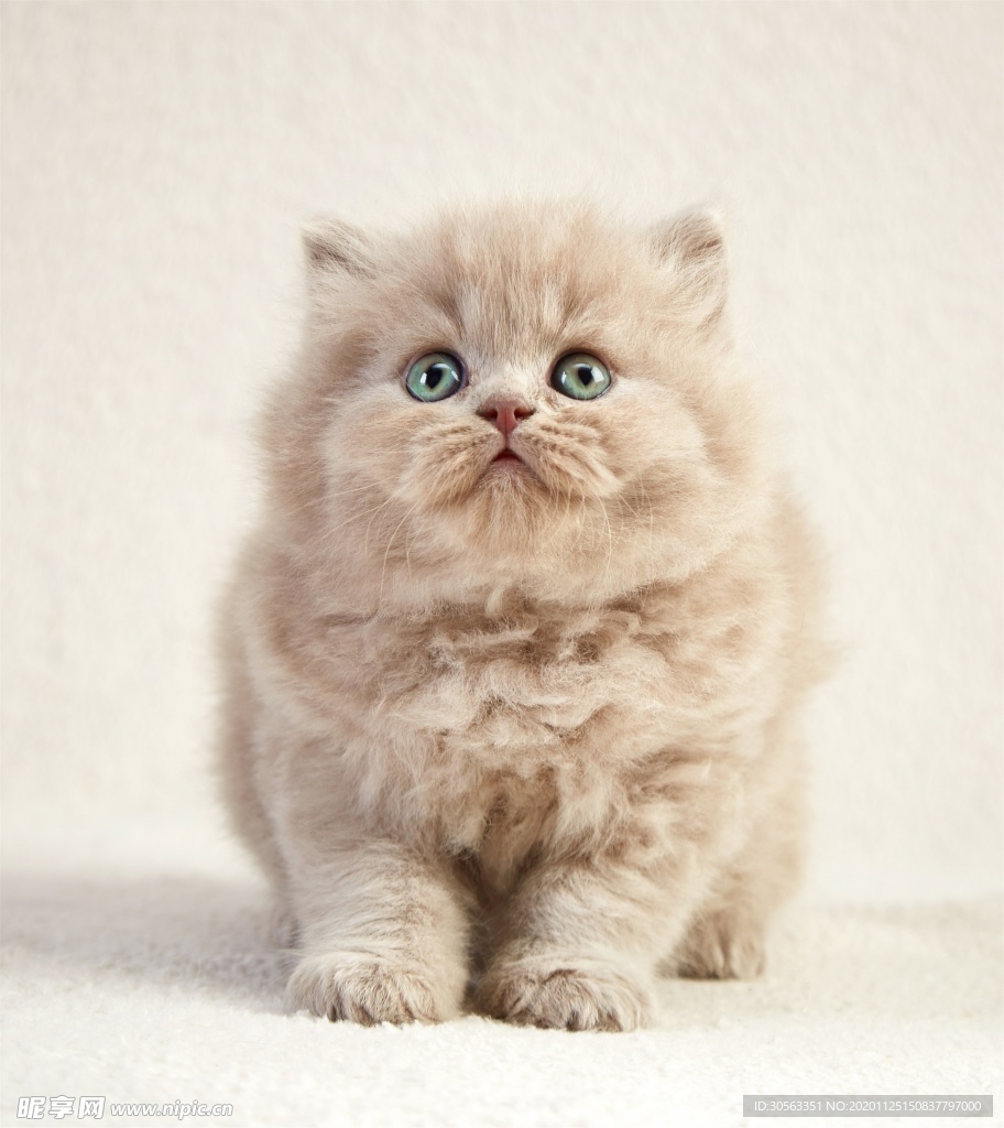 宠物猫