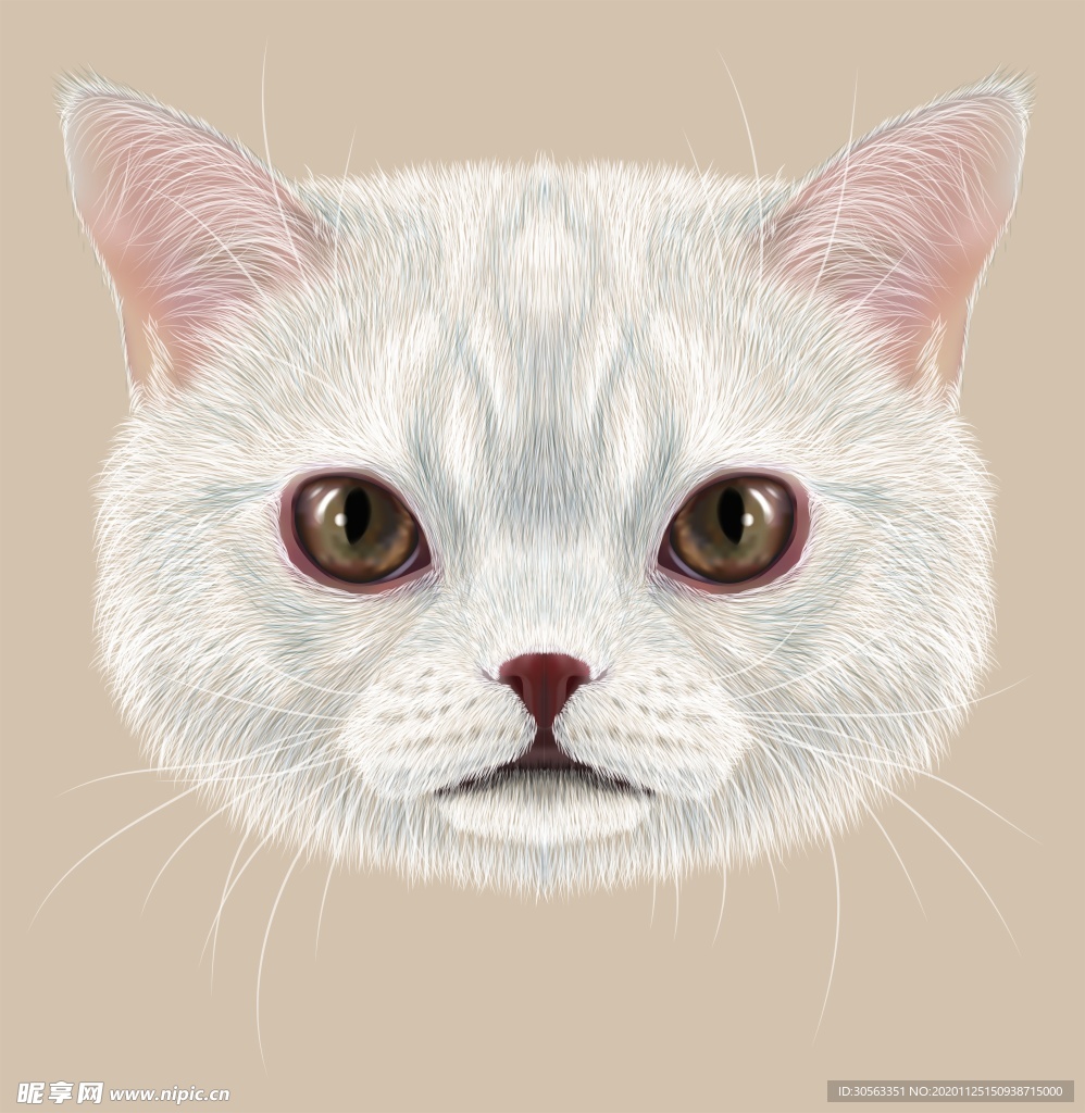 宠物猫
