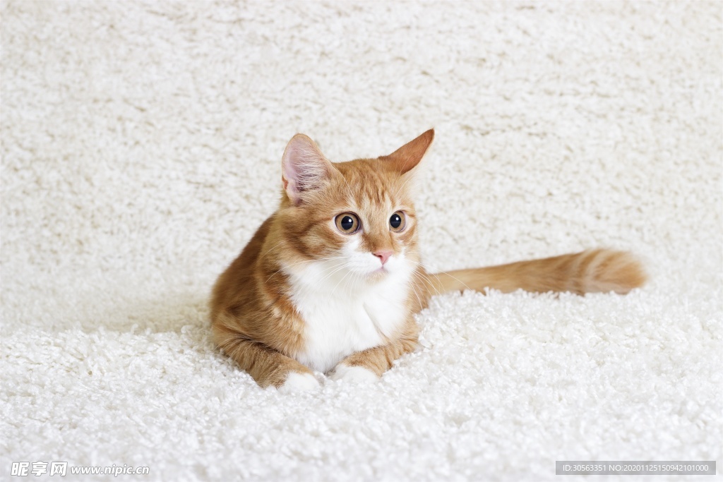 宠物猫
