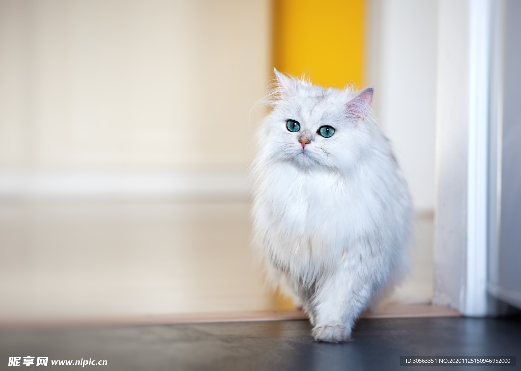 宠物猫