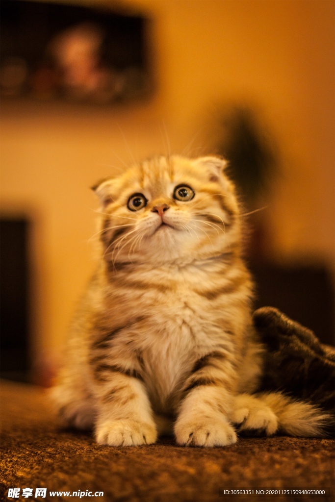 宠物猫