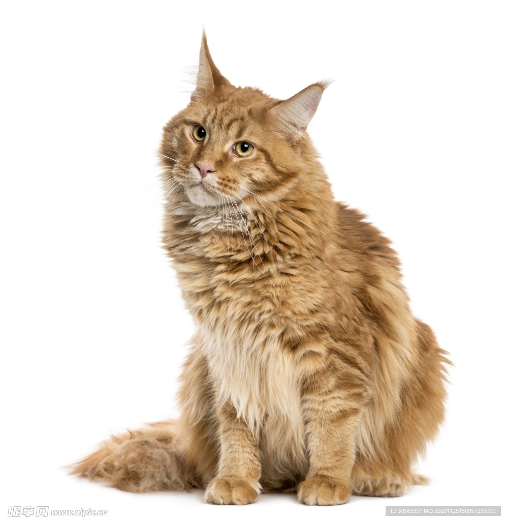 宠物猫