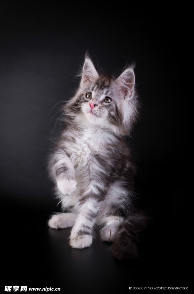 宠物猫