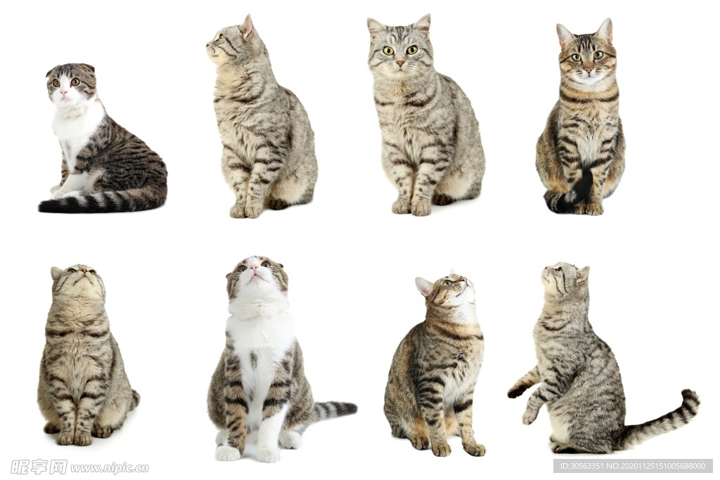 宠物猫