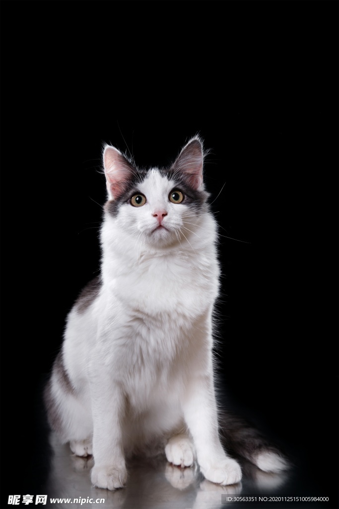 宠物猫
