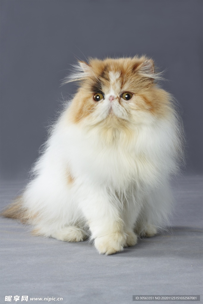 宠物猫