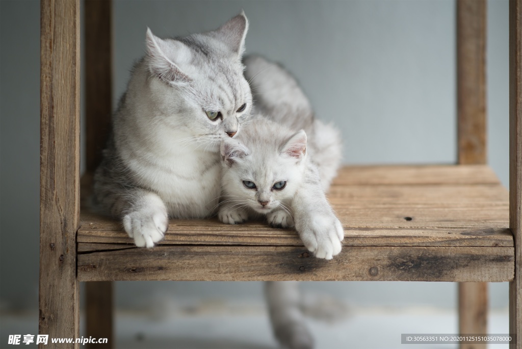 宠物猫