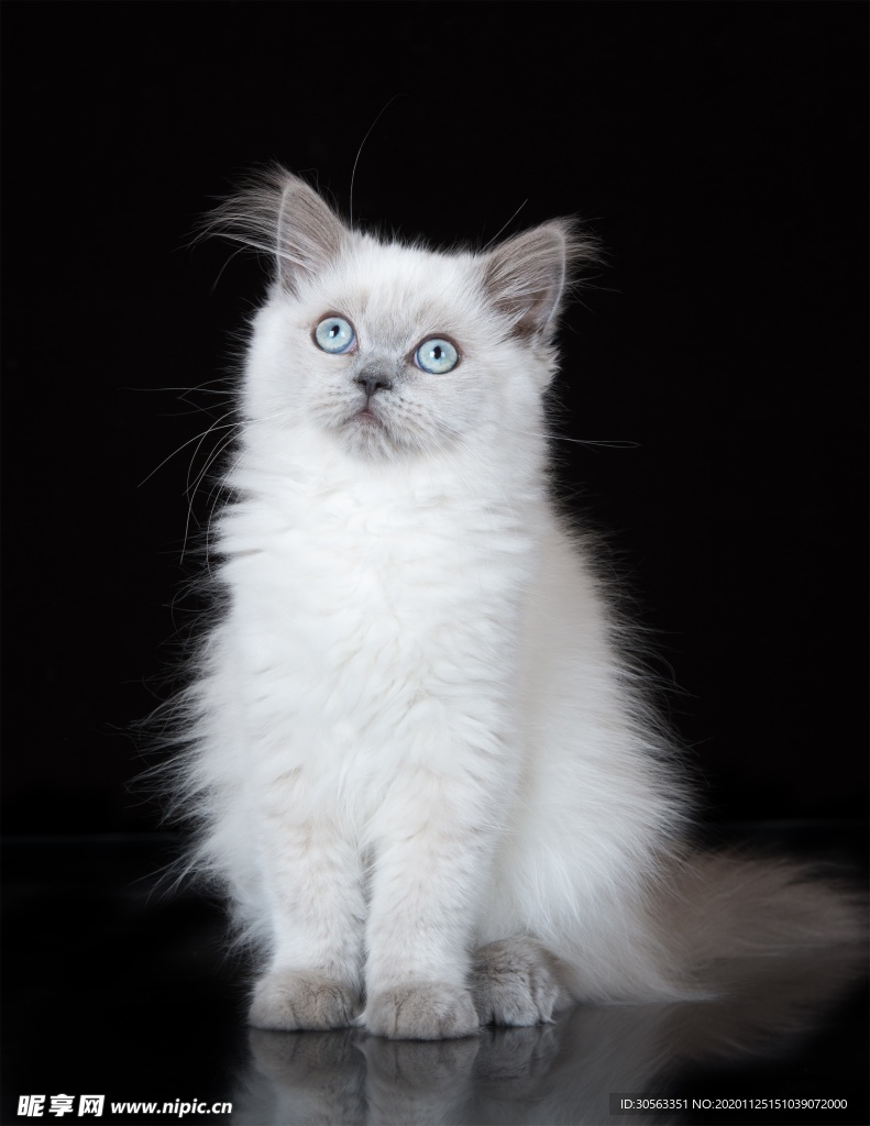 宠物猫