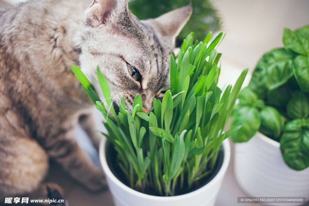 宠物猫